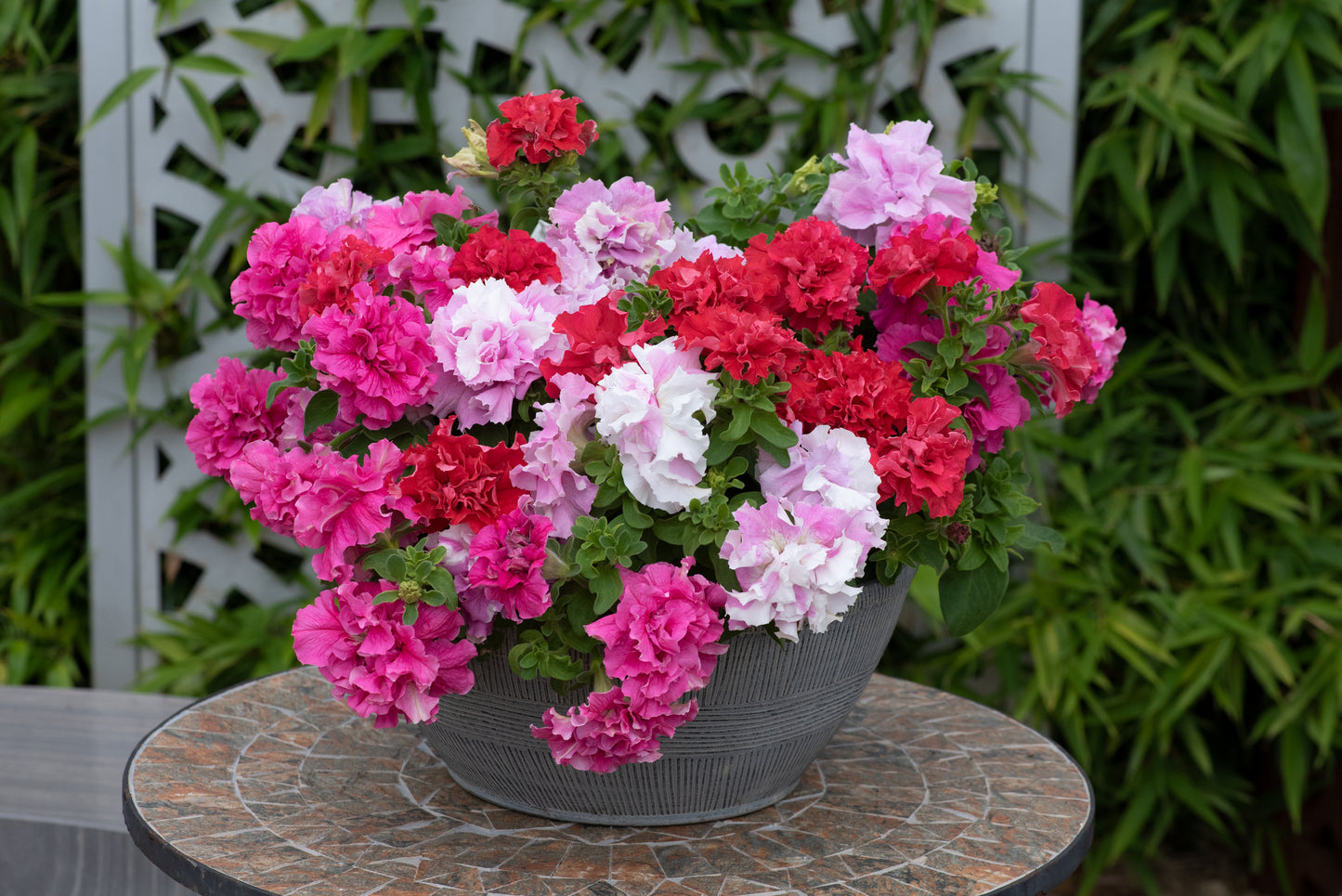 Petunia Double Pirouette Romance Seeds