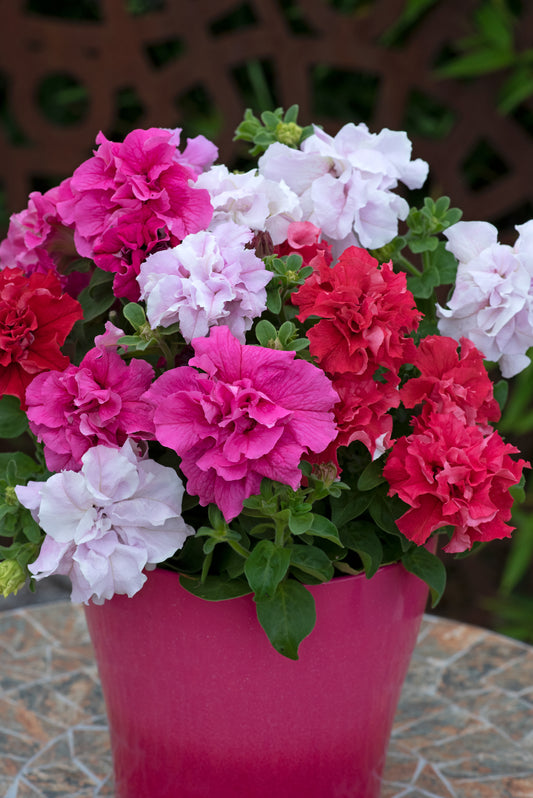 Petunia Double Pirouette Romance Seeds