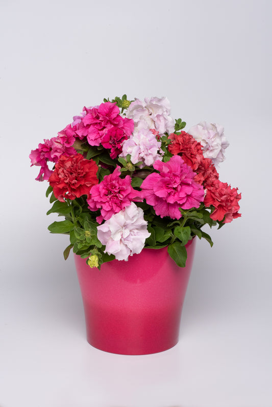 Petunia Double Pirouette Romance Seeds