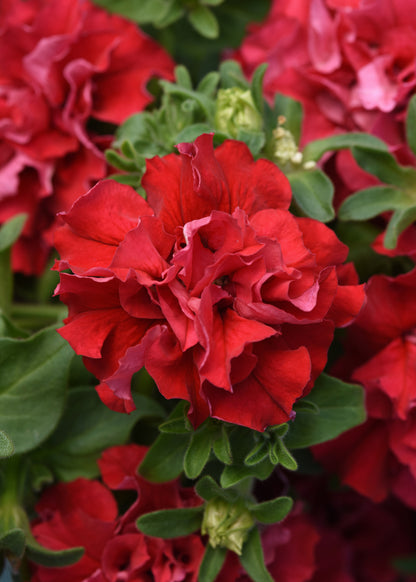 Petunia Double Pirouette Red Seeds