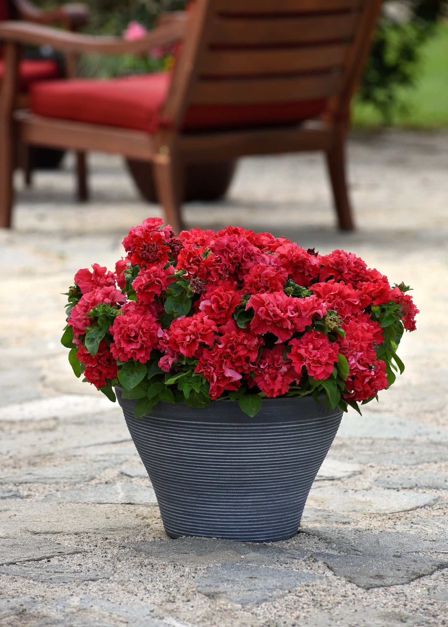 Petunia Double Pirouette Red Seeds