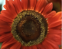 Sunflower Red Sun Seeds