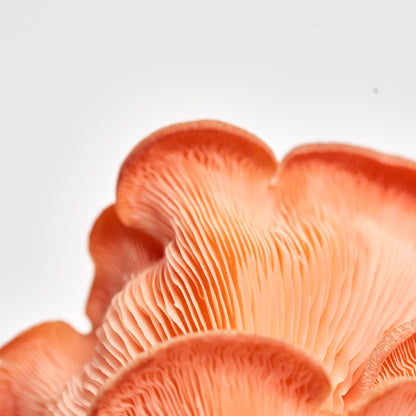 Mushroom Growing Kit Pink Oyster Gift Option