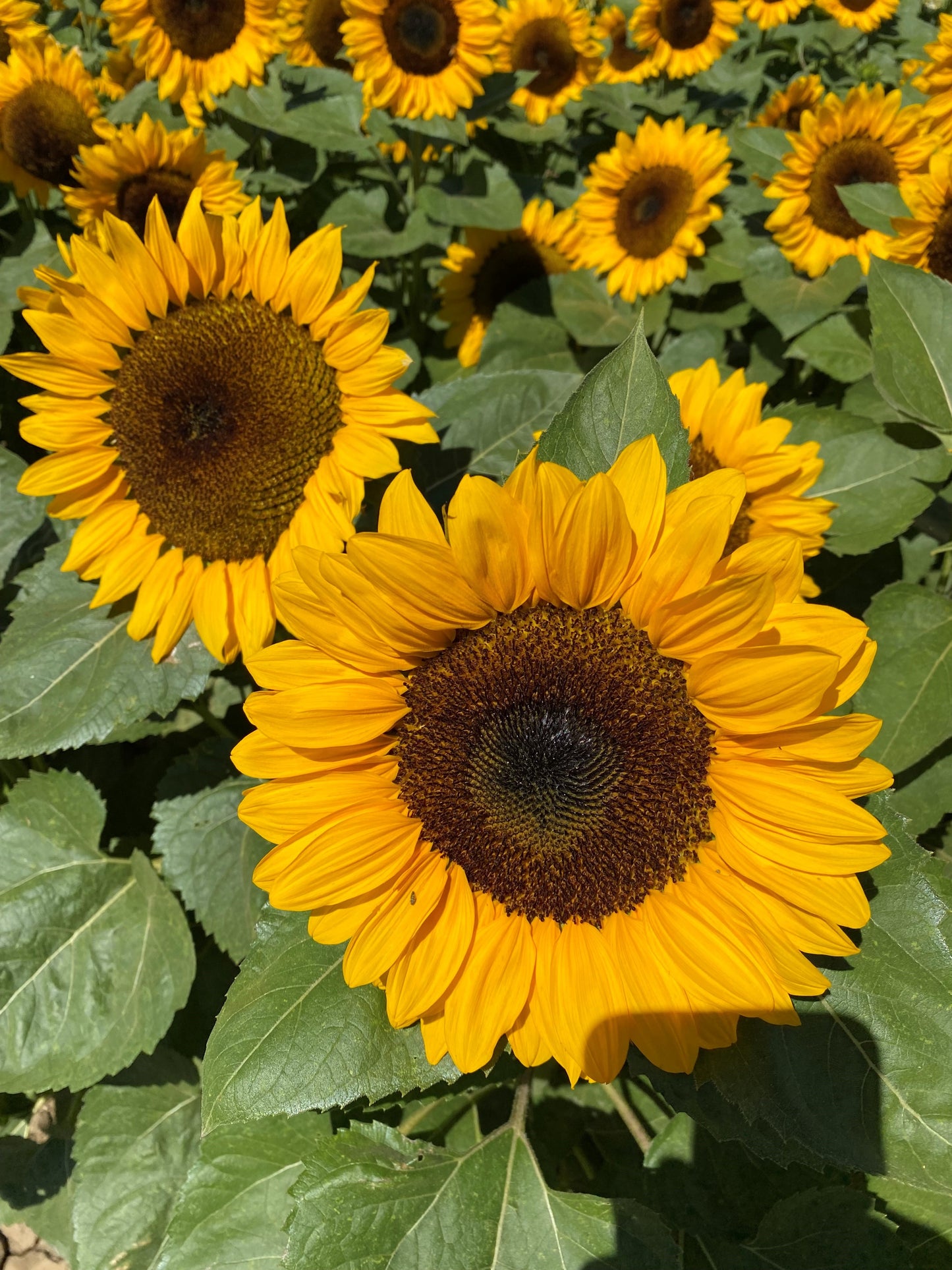 Sunflower ProCut Orange Seeds | Pollenless Cut Flower Variety