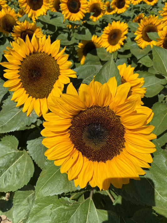 Sunflower ProCut Orange Seeds | Pollenless Cut Flower Variety