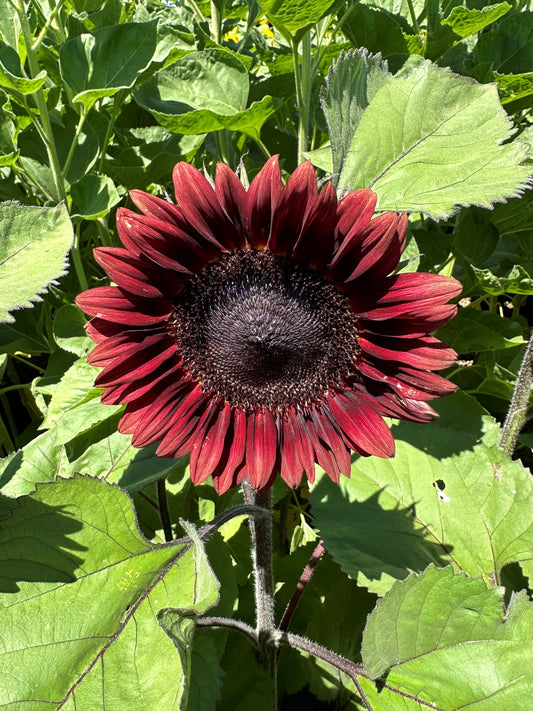 Sunflower Pro-Cut Red Seeds