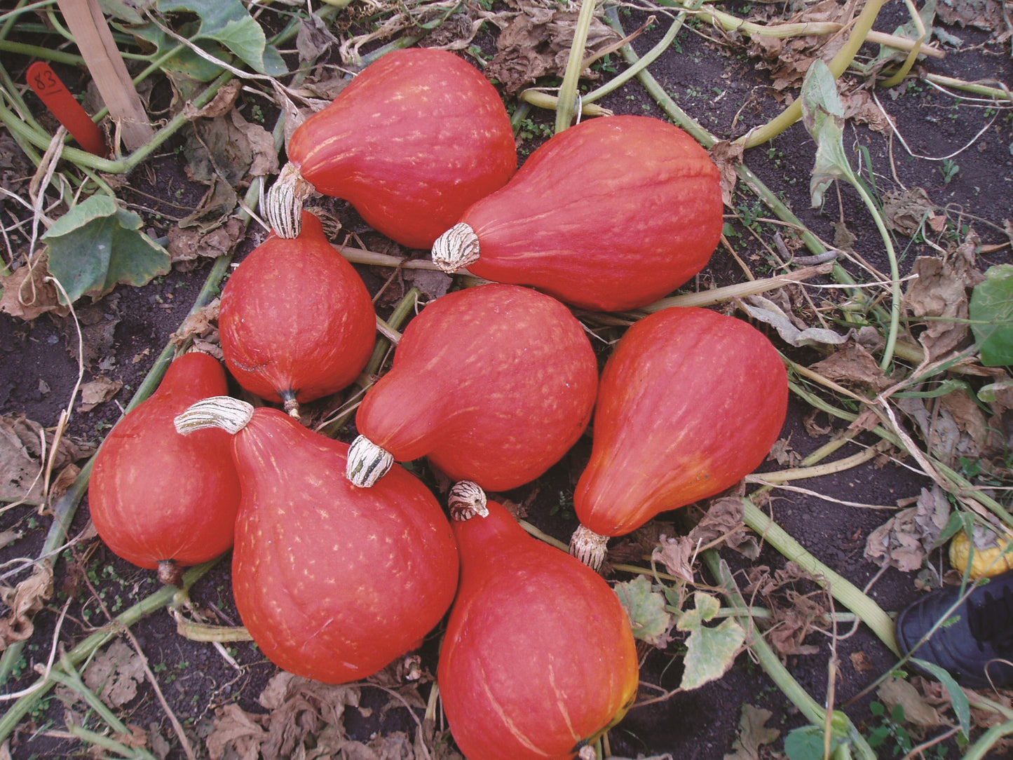 Hubbard Squash Red October F1 Seeds – Orange-Red Storage Variety