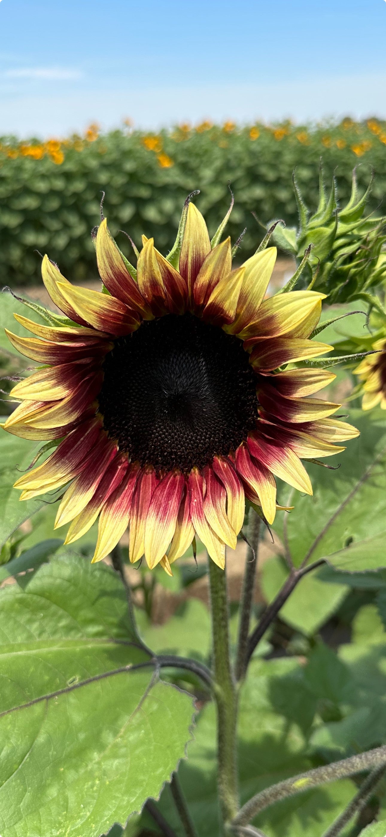Sunflower Ruby Eclipse Seeds