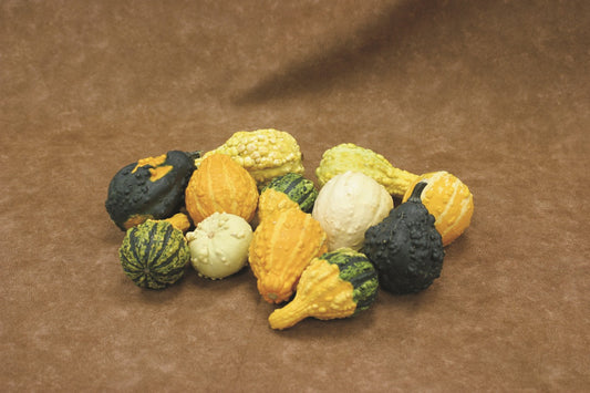 Gourd Fancy Warted Seeds