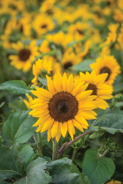 Sunflower Sunray F1 Hybrid Seeds