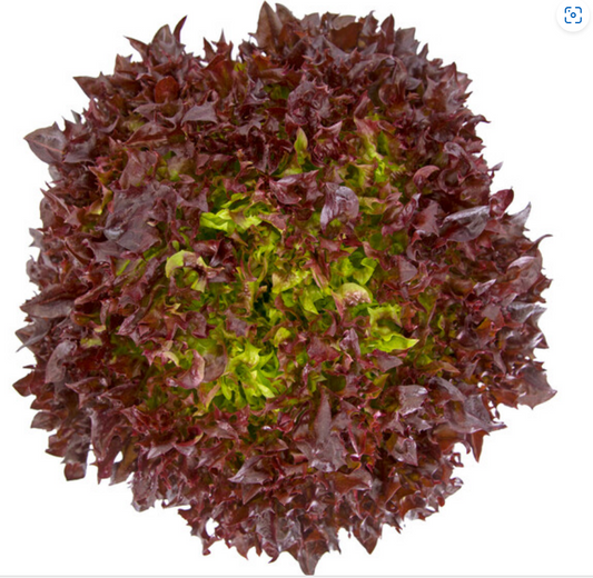 Lettuce Incised Leaf Salanova Haflex RZ (79-66) (Octagon replacement) Seeds