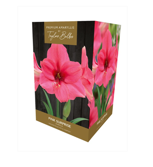 Amaryllis Bulb Pink Surprise Flower Gift Pack