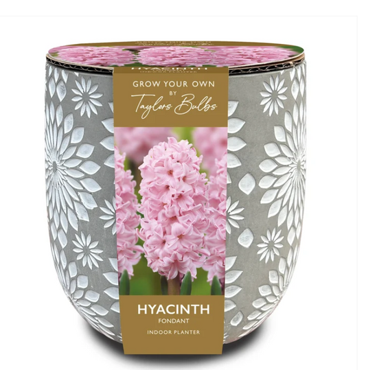 Taylors Stone Hyacinth Planter