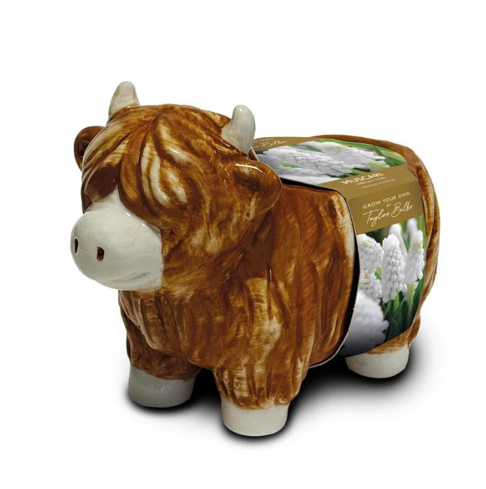 Taylors Highland Cow Muscari Planter Grow Kit