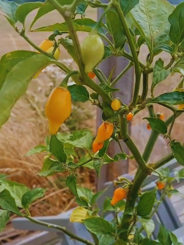 Chilli Pepper Button Mixed Seeds - Very Mild Compact Variety (500 SHU)