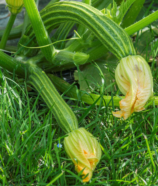 Courgette Latino F1 Seeds