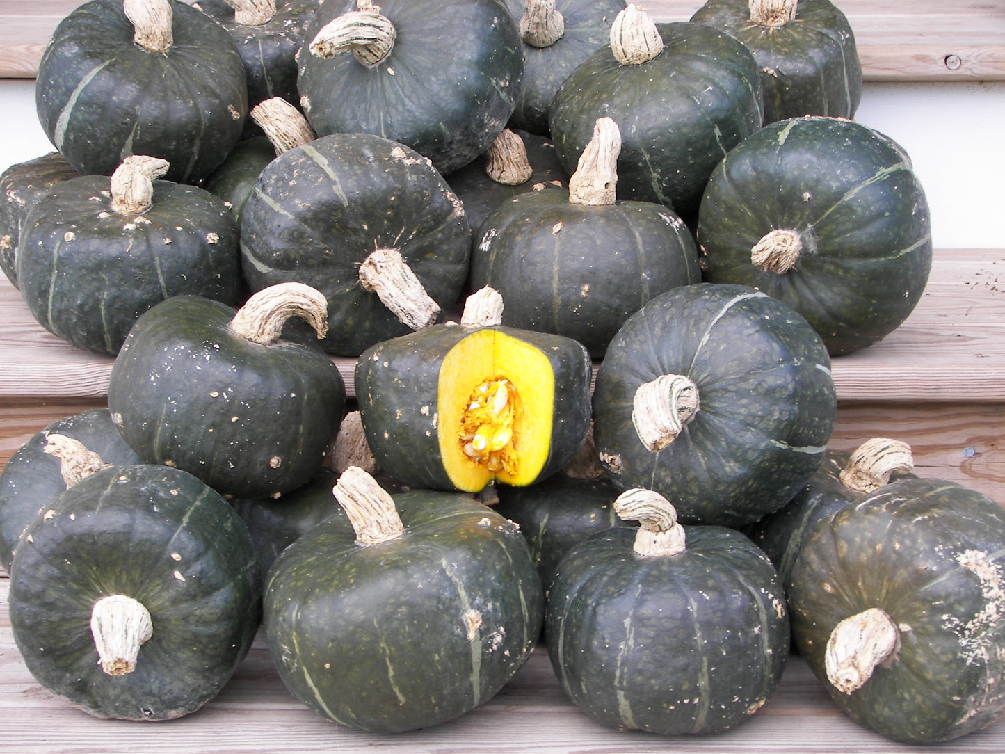 Squash Burgess Buttercup Seeds