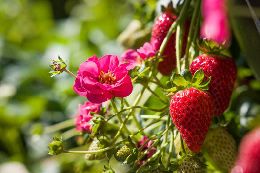 Strawberry Summer Breeze Cherry F1 Hybrid Seeds