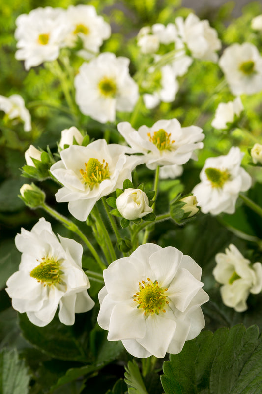 Strawberry Summer Breeze Snow F1 Hybrid Seeds