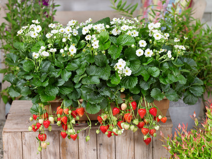Strawberry Summer Breeze Snow F1 Hybrid Seeds