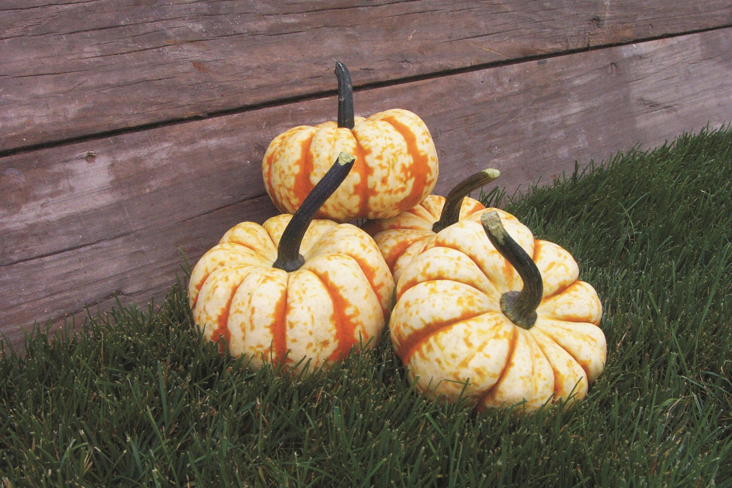 Squash Sweet Lightning F1 Seeds