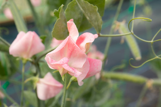 Unwins Flower Sweet Pea Emily - 21 Seeds