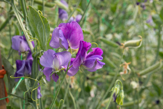 Unwins Flower Sweet Pea Heathcliff - 21 Seeds