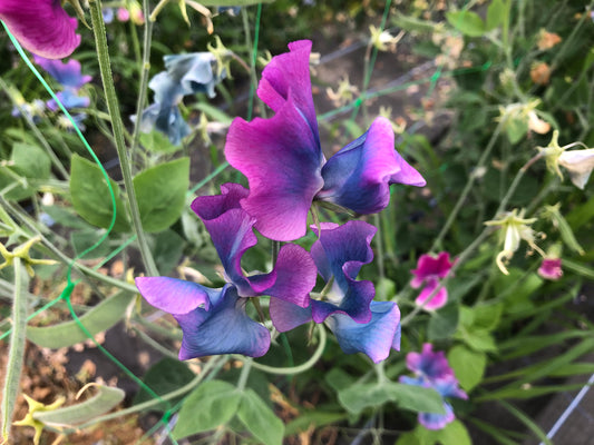 Unwins Flower Sweet Pea Blue Shift - 21 Seeds