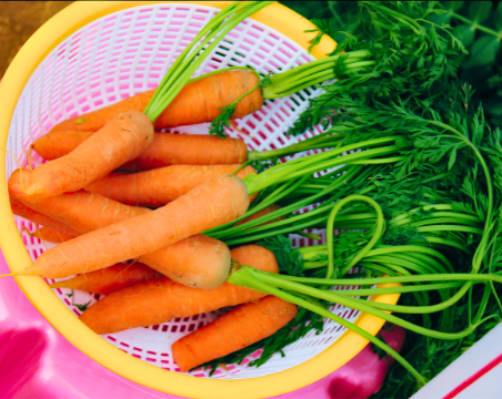 Carrot Early Nantes – Organic Seeds