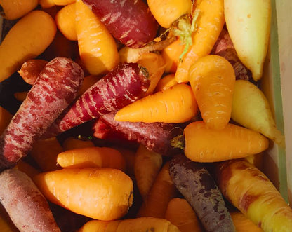Carrot Mixed Colours Seeds
