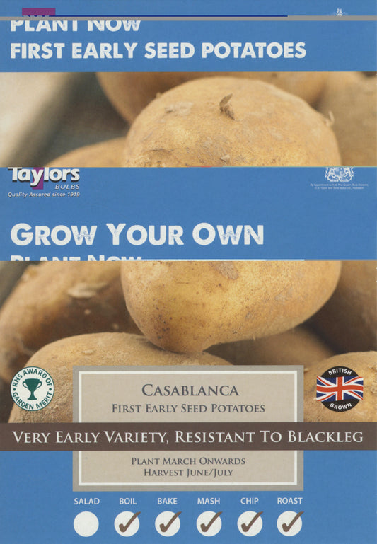 Taylors - LARGE PK SIZE Seed Potatoes- Casablanca - 2kg Tubers - First Early