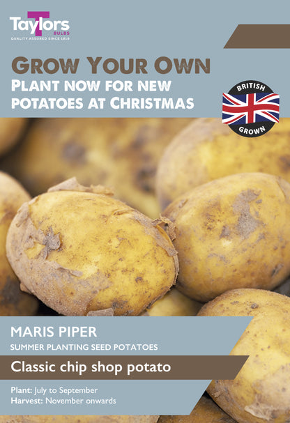 Maris Piper Seed Potatoes 10 Tubers – Summer Planting | Taylors
