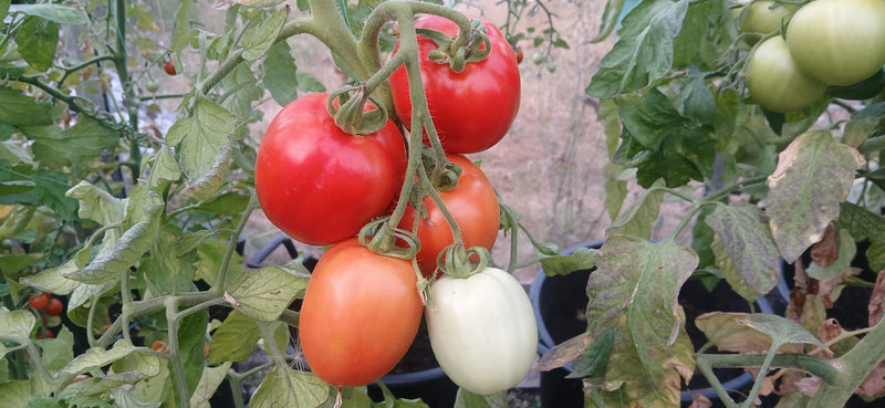 I want to grow my own food