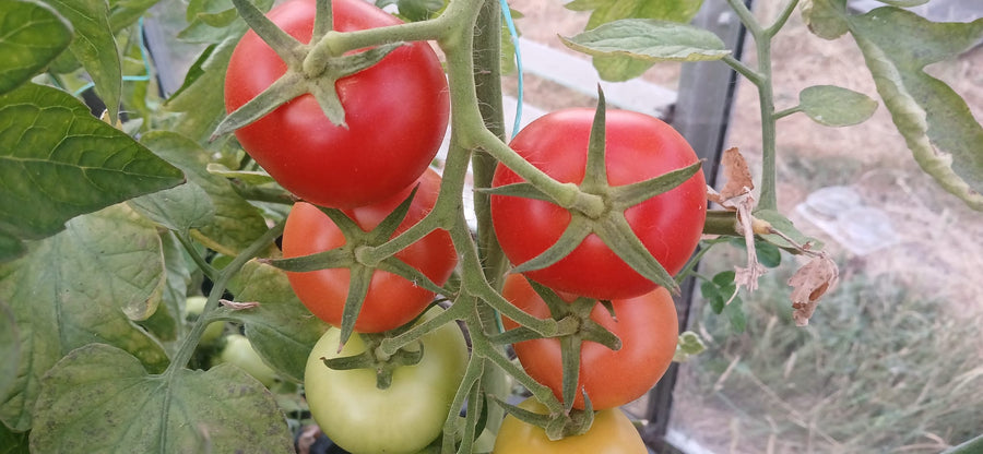 How to Grow Tomatoes