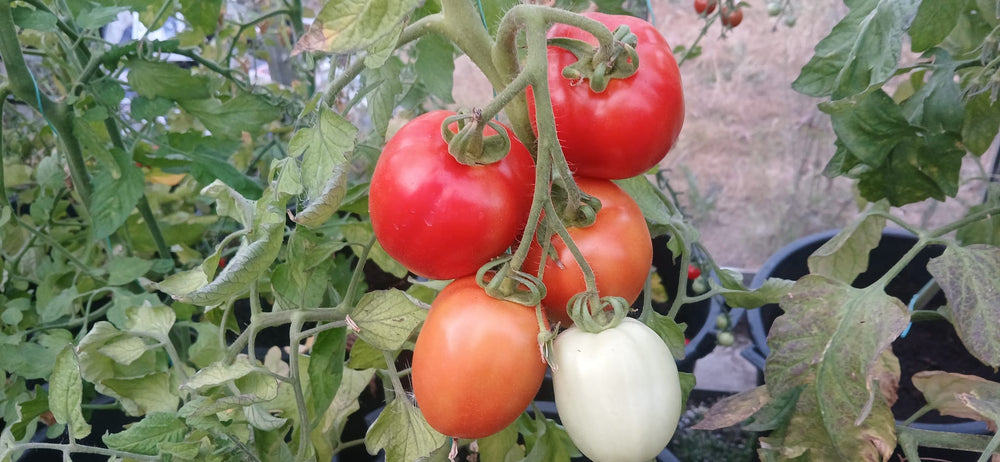 I want to grow my own food