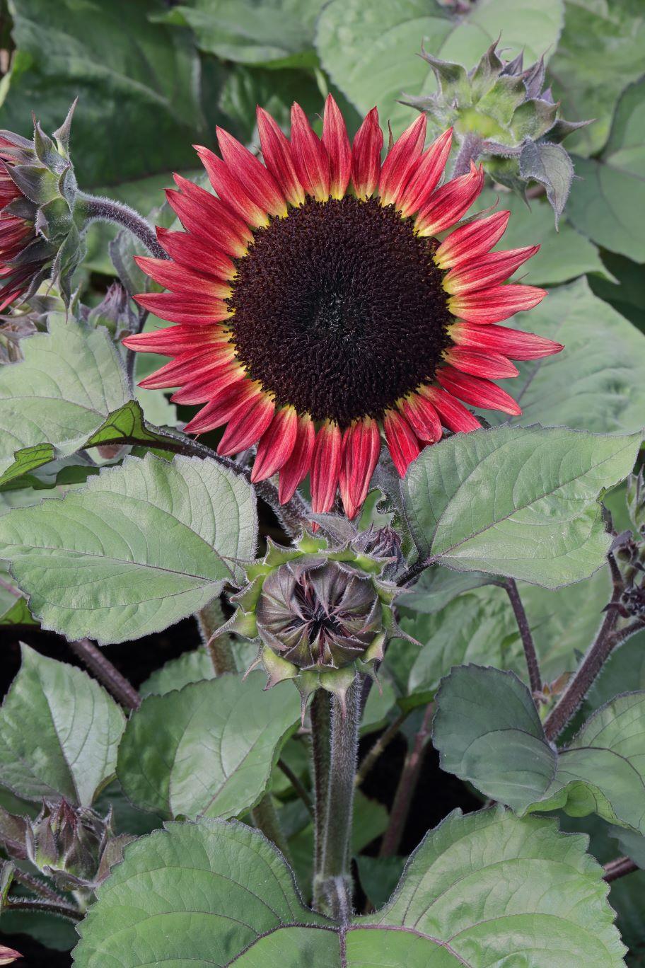 Sunflower Desire Red Seeds