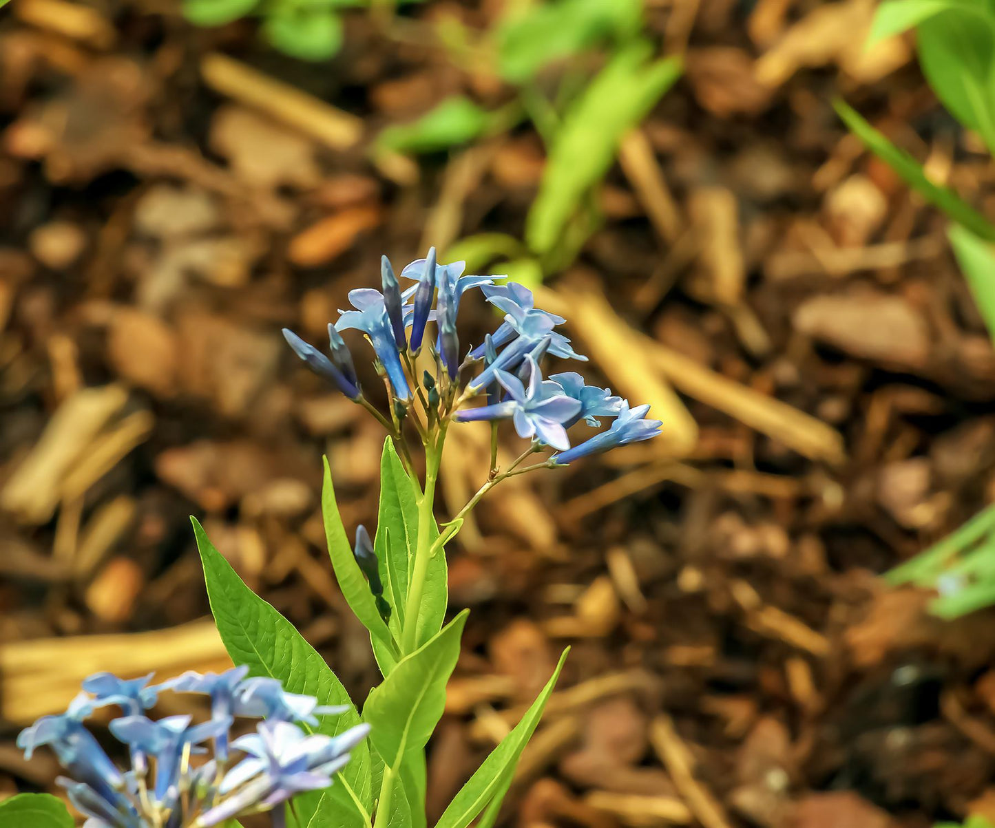 Amsonia orientalis Seeds