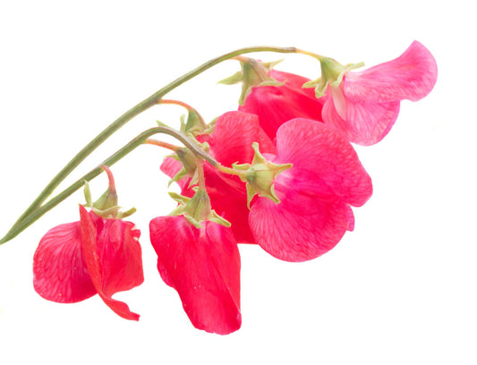 Sweet Pea Miss Willmott Seeds