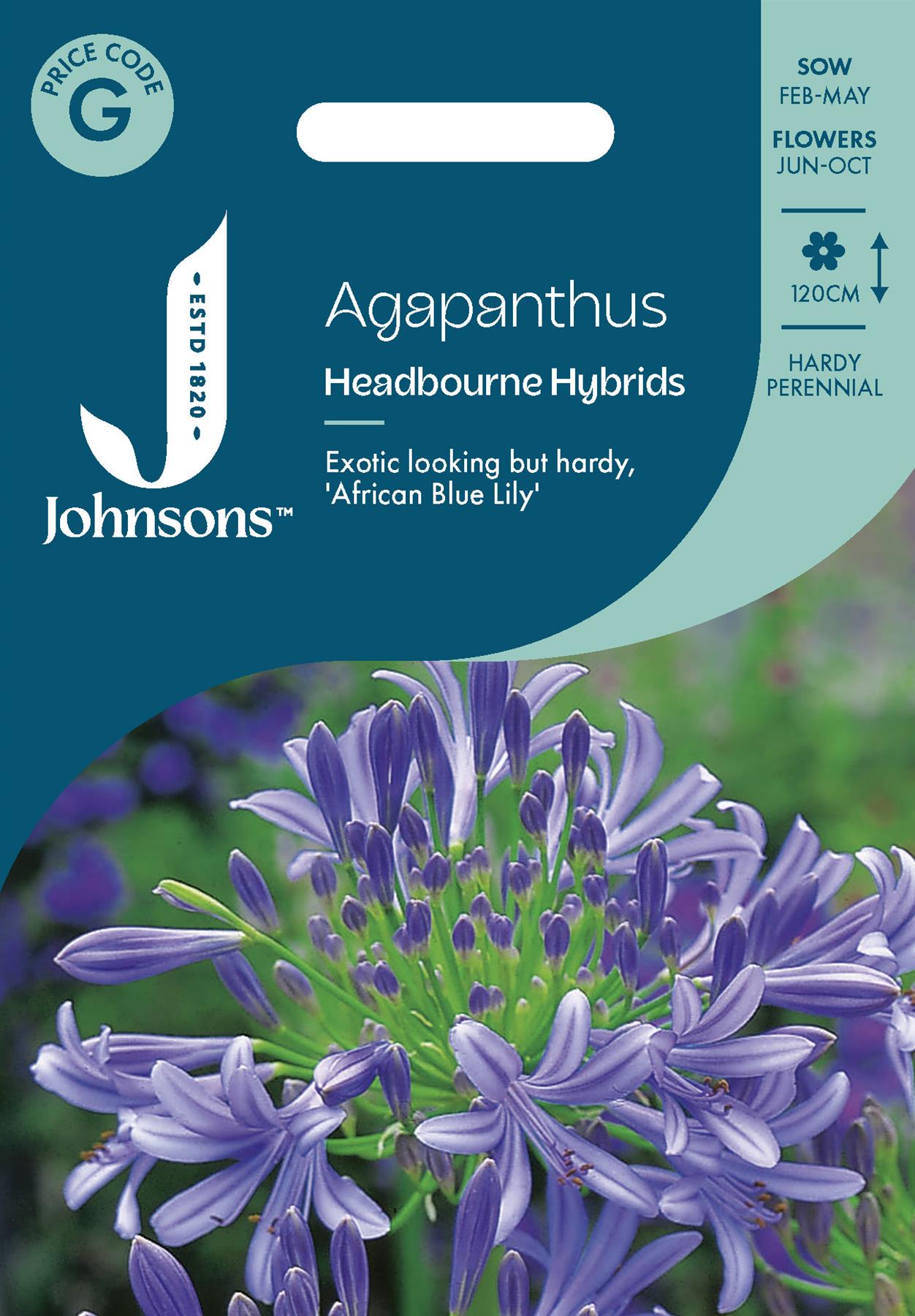 Johnsons - Agapanthus Headbourne Hybrids - 20 Seeds