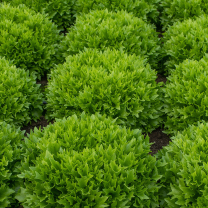Lettuce Salanova Acuario RZ (79-47) Untreated Seeds