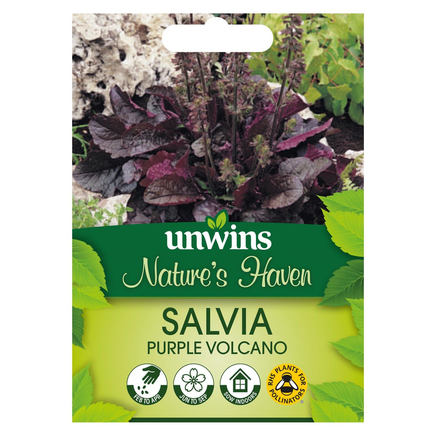 Unwins Flower Salvia Purple Volcano - 30 Seeds