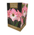 Taylors - Amaryllis Bulb Gift Pack - Cherry Blossom - pink and white