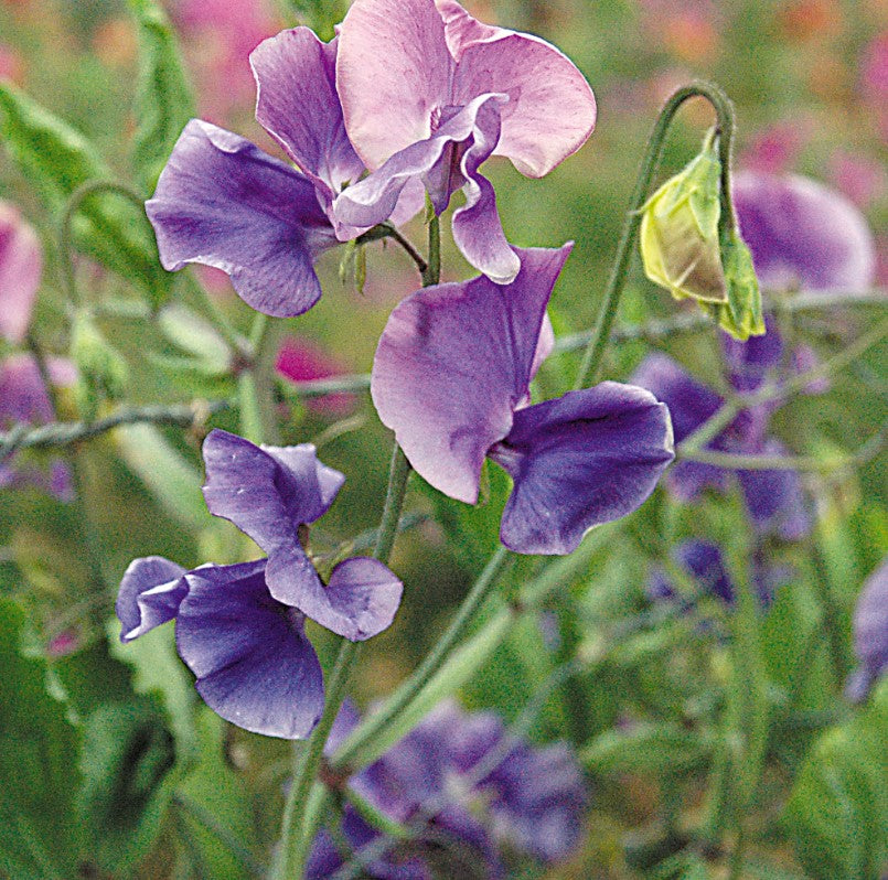 Sweet Pea Spencer Alan Williams Seeds