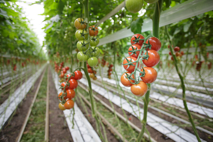 Tomato Cocktail Amorosa RZ F1 Hybrid (72-116) Untreated Seeds