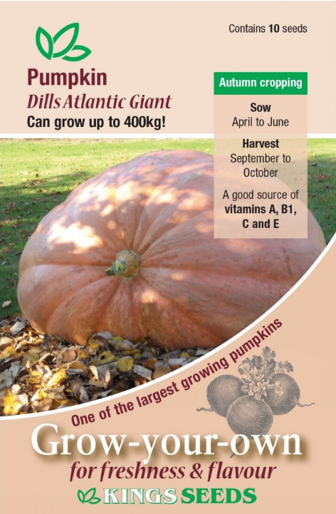 Kings Seeds Pumpkin Dills Atlantic Giant 10 Seeds