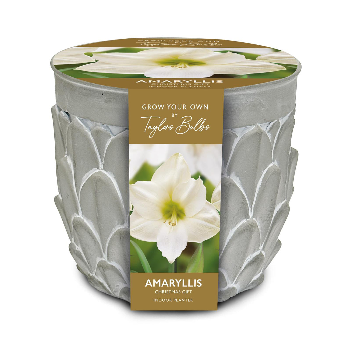 Amaryllis Bulb Christmas Gift in Ceramic Planter