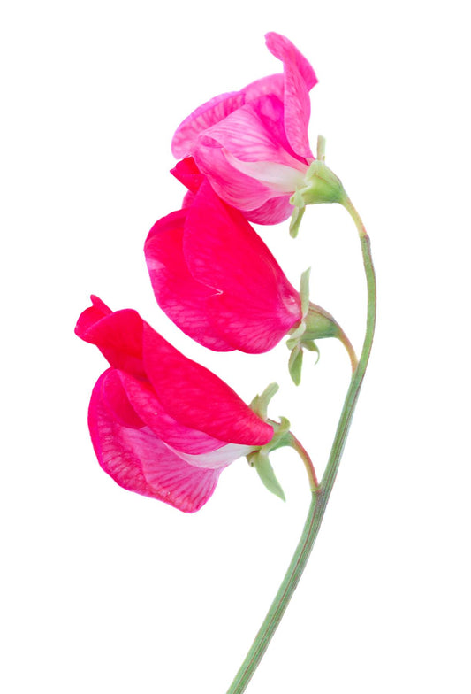 Sweet Pea Queen Alexandria Seeds