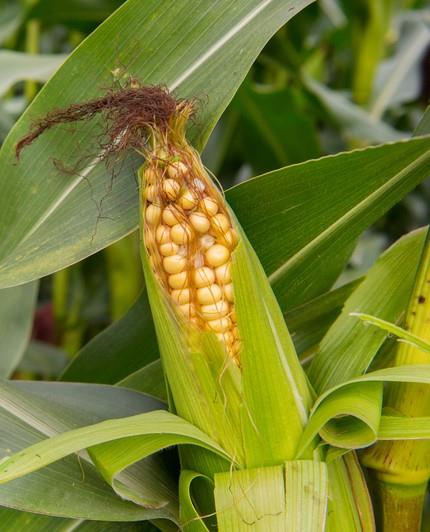 Sweetcorn Alliance F1 Hybrid Seeds