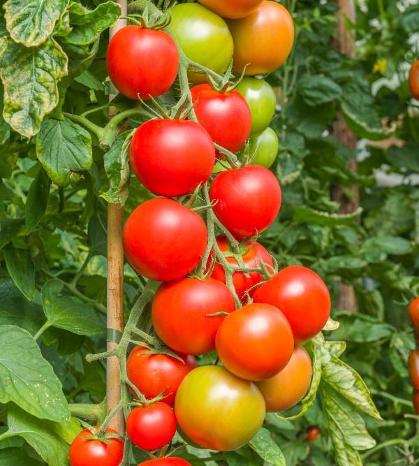 Tomato Maisey F1 Hybrid Seeds