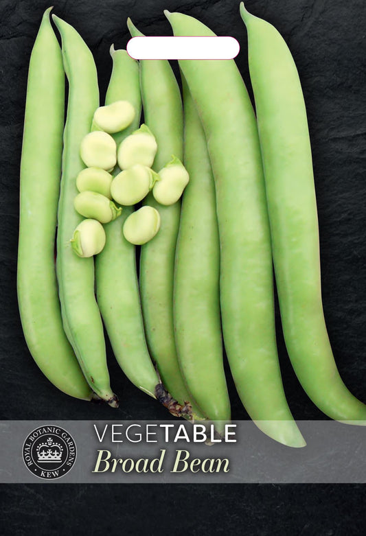 Thompson & Morgan Kew Vegetable Broad Bean Luz de Otono - 30 Seeds